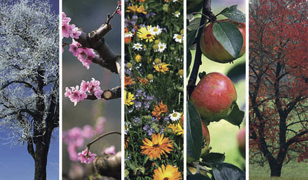 Baum mit Rauhreif im WinterBaum,Gefroren,Idylle,Jahreszeiten,Klar,Landschaft,Natur,Rauhreif,Reif,Schnee,Sch?n,Sch?nes,Stimmung,Winter,Schoen,Schoenes,Kalt,K?lte,KaelteCopyright (2001) by BilderBox; Erwin Wodicka; A- 4062 Thening, www.bilderbox.co