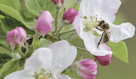 Auch Bienen und Schmetterlinge sind vom Insektensterben bedroht