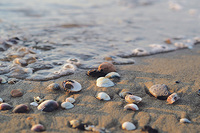 flockine /pixabay.com Wie die Perle in der Muschel sind die Schätze des Lebens oft im Unscheinbaren versteckt.