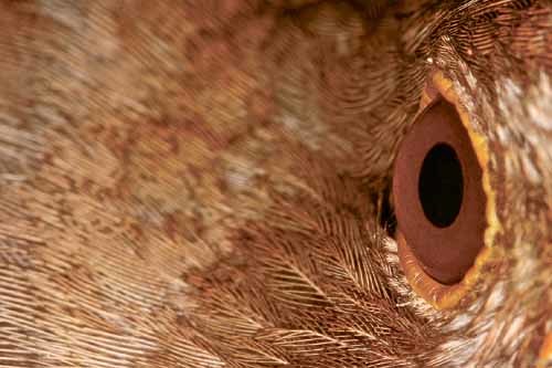 Vogelauge [ (c) www.BilderBox.com, Erwin Wodicka, Siedlerzeile 3, A-4062 Thening, Tel. + 43 676 5103678.Verwendung nur gegen HONORAR, BELEG,URHEBERVERMERK und den AGBs auf bilderbox.com](in an im auf aus als and beim mit einer einem eines * & der die