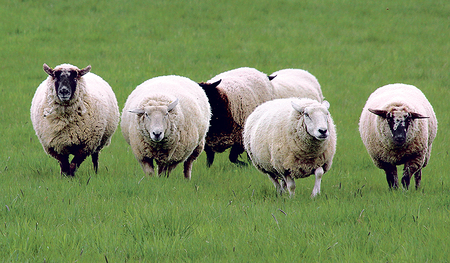 Schafe sind Tiere mit vielfacher Symbolik.  