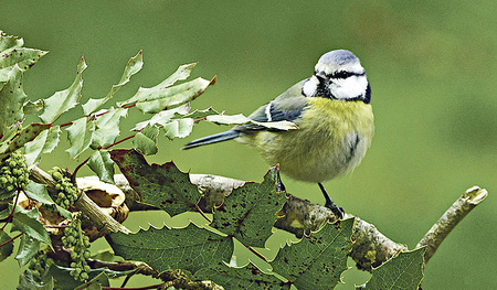 Die Blaumeise ist einfach zu erkennen. 