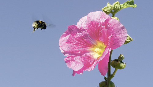 Rupprecht@kathbild.at Was möchte in mir aufblühen?