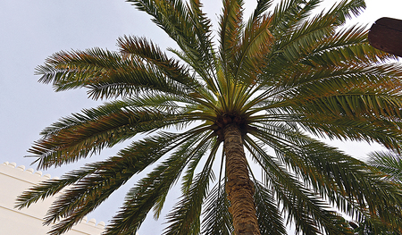 Den eigenen Lebensweg zwischen den Herausforderungen des Alltags zu gehen, ist nicht immer einfach. Plätze, die Schatten spenden, sind ein Geschenk.     