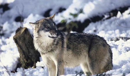 Canis lupus,	Wolf	in the snow. (Picture taken in an alpine zoo.) Austria