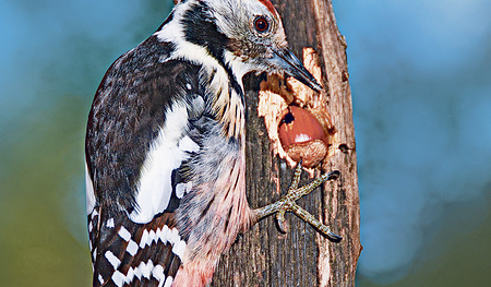 Der Buntspecht ist ein kleiner Schlaumeier. Hat er die Nuss einmal eingeklemmt, kommt er viel leichter zum Nusskern.