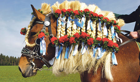 Festlich geschmückte Pferde 