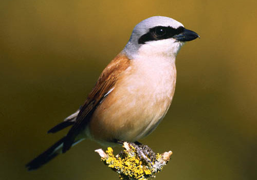 Neunt?ter (Lanius collurio) | Red-backed Shrike (Lanius collurio)