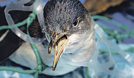 Auch Tiere leiden an der Plastikflut.  