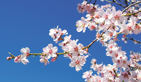Ein blühender Zweig des Mandelbaums – Symbol für die beständige Liebe Gottes.       