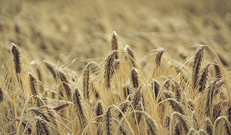 Die reifen Ähren der Gerste neigen vor der Ernte demütig ihr Haupt.