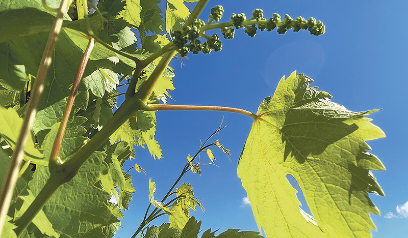 Franz Josef Rupprecht Das Wesentliche des Lebens ist nicht machbar – es wird.