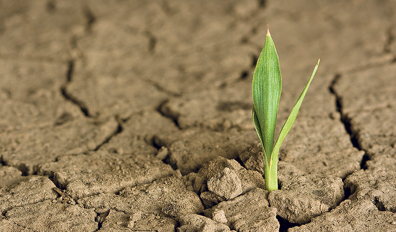 Ein Spross ist Symbol für neue Hoffnung.  