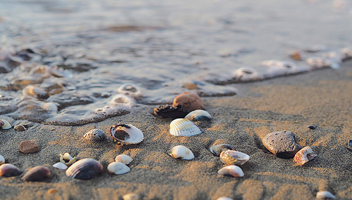 flockine /pixabay.com Wie die Perle in der Muschel sind die Schätze des Lebens oft im Unscheinbaren versteckt.