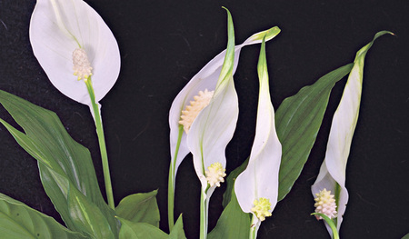 Das wunderschöne Einblatt neutralisiert chemische Schadstoffe und ist dabei auch relativ anspruchslos in der Pflege.   