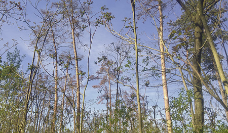 2018 war für den Wald kein gutes Jahr. Trockenschäden im einem Forst des Erzbistums Wien im Marchfeld. 