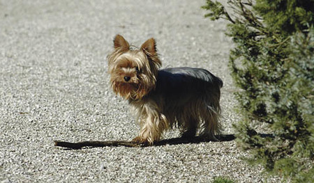 Fr?hlingserwachen, Hund, Spiel, Tier Franz Maria GlaserEinfaltstra?e 7, A-4020 LinzBLZ 49460 Spardabank LinzKontonummer 00-378.444