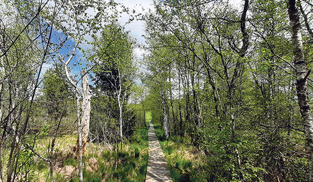 Holzsteg durch das Ibmer Moor   