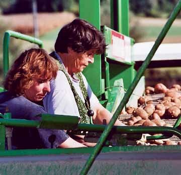 Feld, Feldarbeit, Eggen, Abwinden,  Wiese, Landschaft, Bauer, Landwirt, Traktor, Egge, Pflug, Kartoffel, Kartoffelsack, Nahrungsmittel, Verkauf, Ernte, Erd?pfel, Kontrolle, Sortieren, Ausssortieren, Frau, Frauen, Maschine, Erntemaschine

Franz Mari