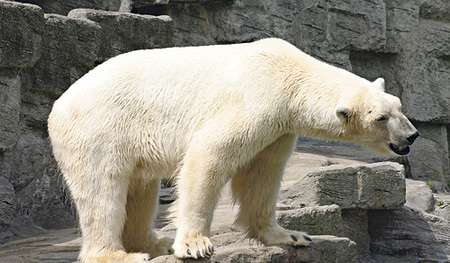 Bewohner der Polarregionen. 