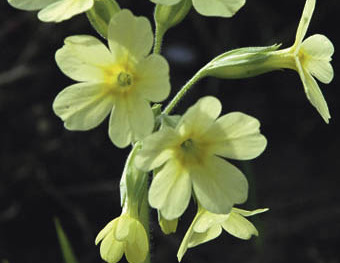 Fr?hlingserwachen, Fr?hling, Himmelschl?sselblume, Himmelschl?sserl, Natur, Gesundheit, Tee, Primula officinalis, Mittel gegen Ohnmacht, Wiese, streng gesch?tzte BlumeFranz Maria GlaserEinfaltstra?e 7, 4020 LinzSPARDABANK LinzBLZ 49460 Kontonu