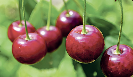 Die Region Scharten ist in ganz Oberösterreich für ihre Kirschen bekannt.    