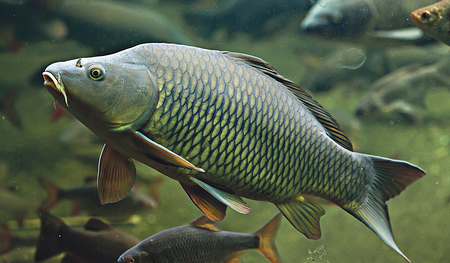 Der Karpfen hat derzeit vom Menschen seine Ruhe.