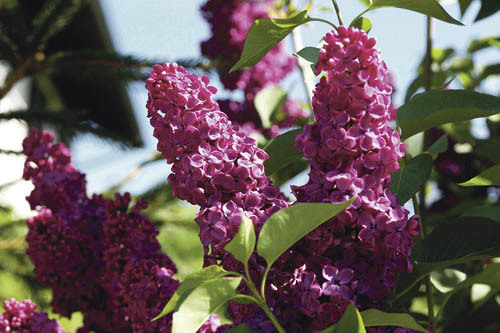 Fr?hlingserwachen, Bl?te, Flieder, Fliederstrauch, Geruch, Fr?hling, Fr?hling 2007Franz Maria GlaserEinfaltstra?e 7, A-4020 LinzBLZ 49460 Spardabank LinzKontonummer 00-378.444