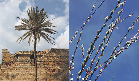 Eine Verbindung nur aus der christlichen Tradition: Palme und Palmkätzchen 