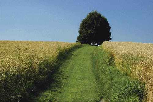 Pfl?gen, Pflug, Feldarbeiten, Traktor, Traktorrad, Eisen, Erde, Saat, Ernte, Feld, Wiese, Technik, Landwirtschaft, Bauer, ackern,  Arbeit, Maschine, Weg, Apfelbaum, H?ferplateau, Wiesenweg, Wandern, Wanderweg,  Ausflug, Wilhering, Bauernhof, EUFra
