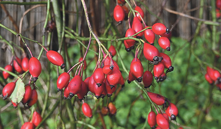 Die Früchte und Blüten des Herbstes – wie dieser Hagebuttenstrauch – beeindrucken mit ihren satten, kräftigen Farben. Da der Hagebuttenstrauch häufig wild wächst, wird er oft wenig beachtet.