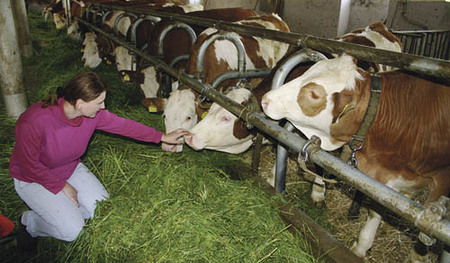 Sorgen der Bauern, Landwirtschaft, Kuhstall, K?lbinnen-Aufzucht