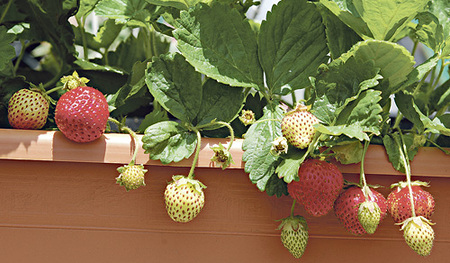 Monatserdbeeren sind zwar etwas kleiner, können dafür aber den ganzen Sommer über genascht werden.