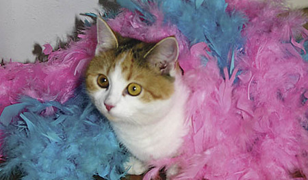 Fasching. Angelika, Florens und Martha haben Freunde ins Haus eingeladen, zu einer Kost?mparty. Insgesamt kamen elf Kinder, mit unseren waren damit 15 Kinder da. Die Eltern haben wir eingeladen, beim Abholen noch zu bleiben. Katze Sophi mit Federkle