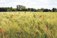 Pixabay.com Weizenfeld im Sommer: Jesus spricht in Bildern aus der Lebenswirklichkeit seiner Zeit.