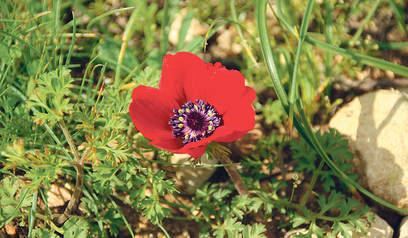 Niederleitner/KIZ Mit Ostern beginnt die Kirche aufzublühen.